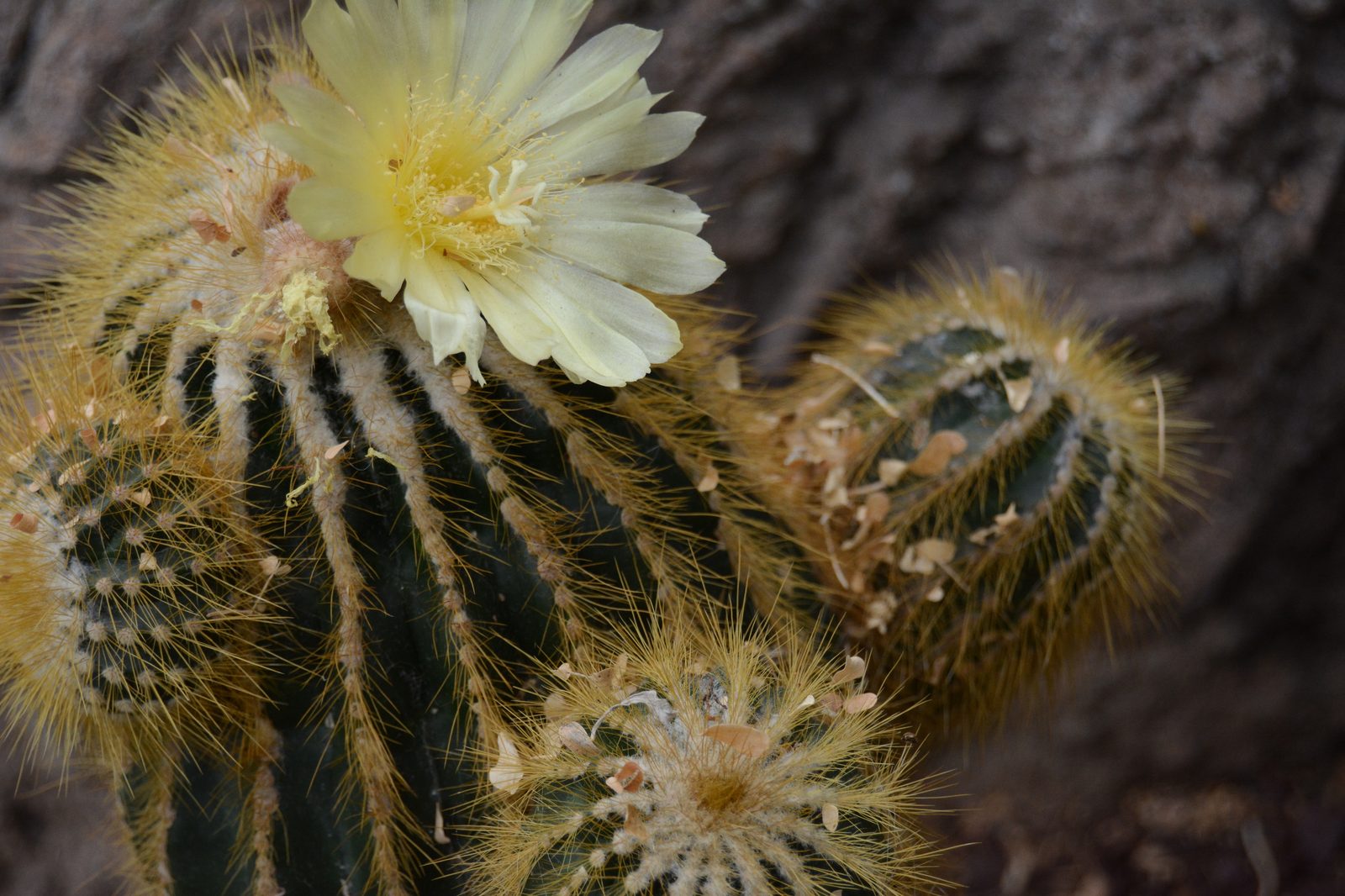 Cactus in Bloom