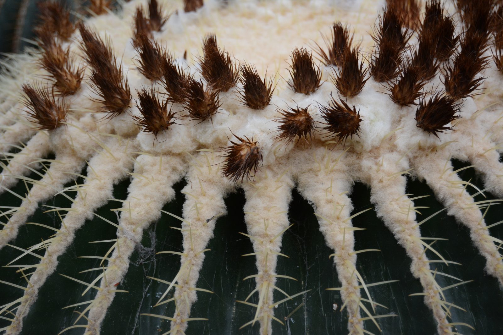 Cactus Crown Detail