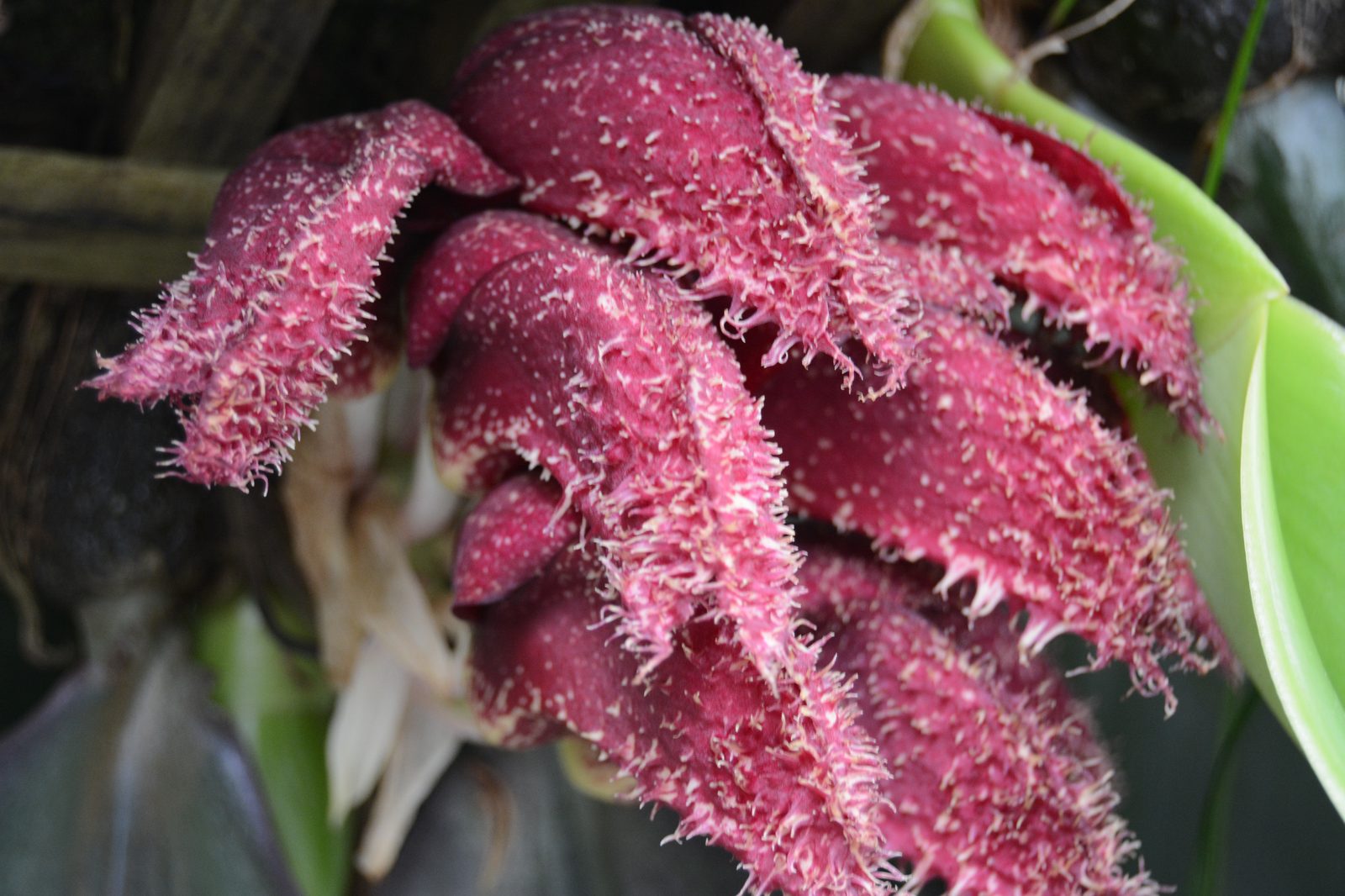 Crimson Bromeliad