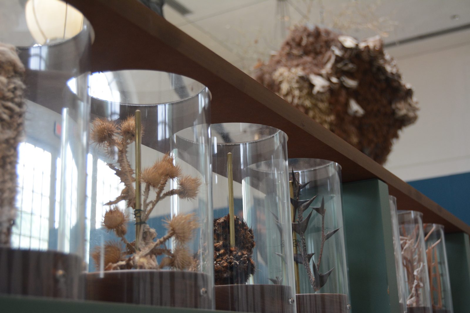 Dried Plant Specimens