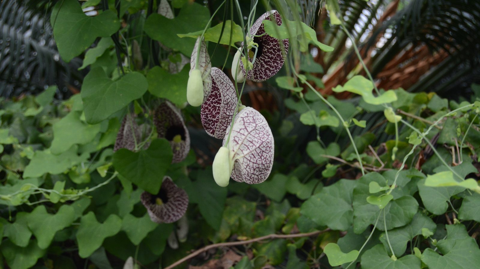 Dutchman's Pipe Vine