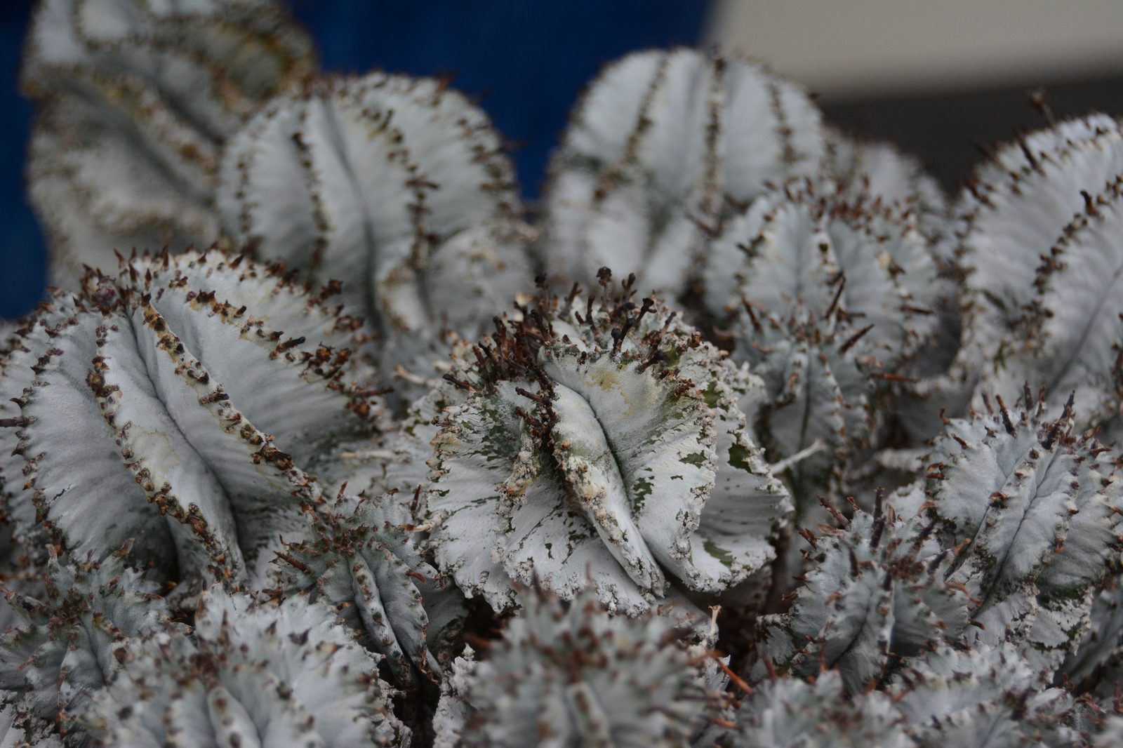 Euphorbias
