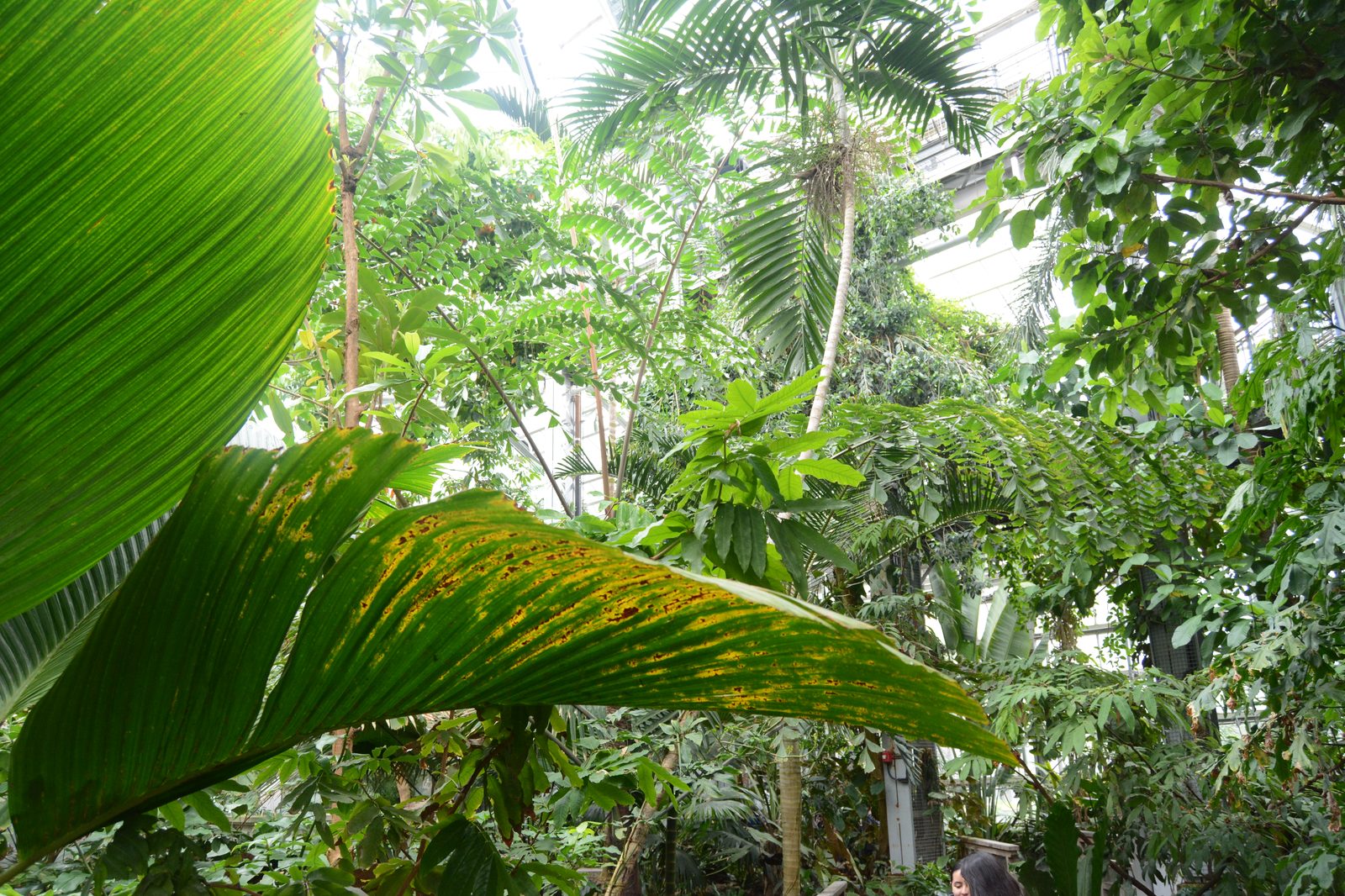 Jungle Canopy