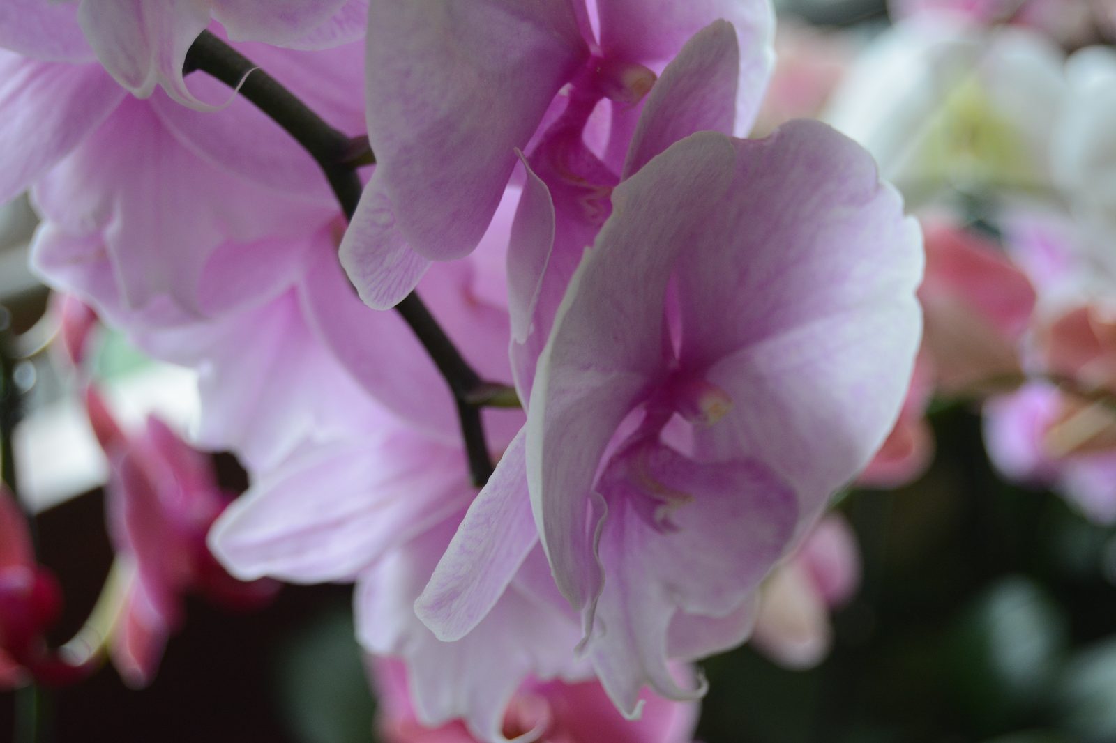 Lavender Orchids