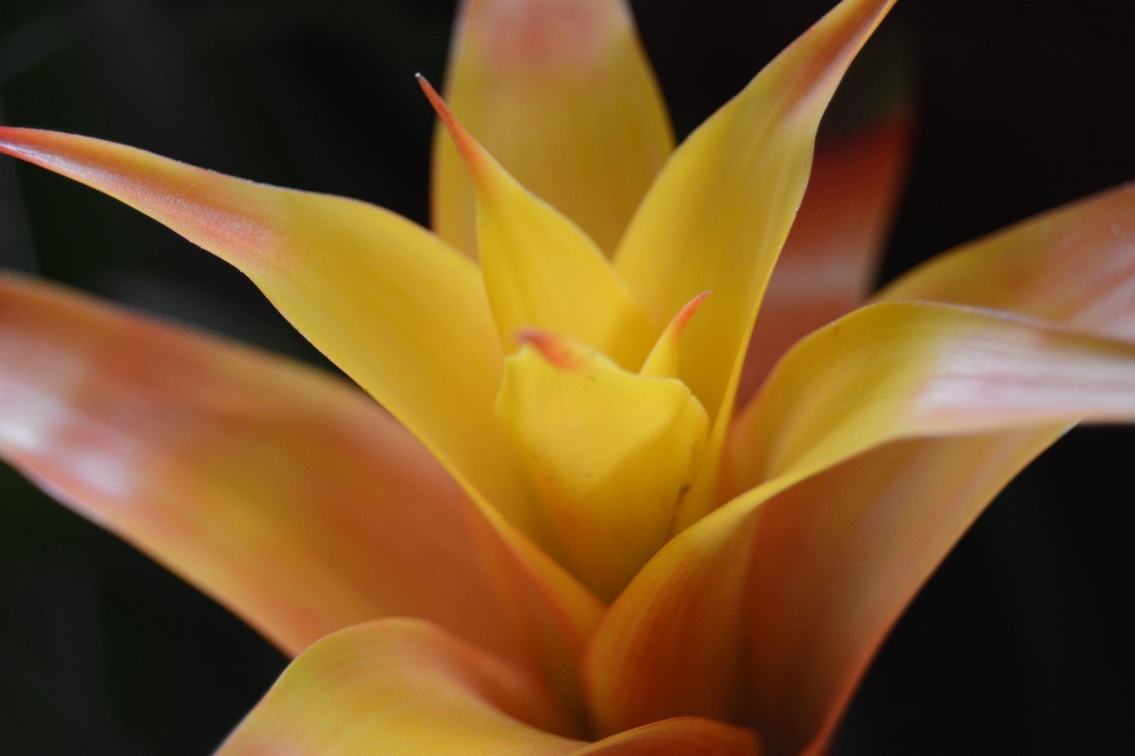 Orange Bromeliad
