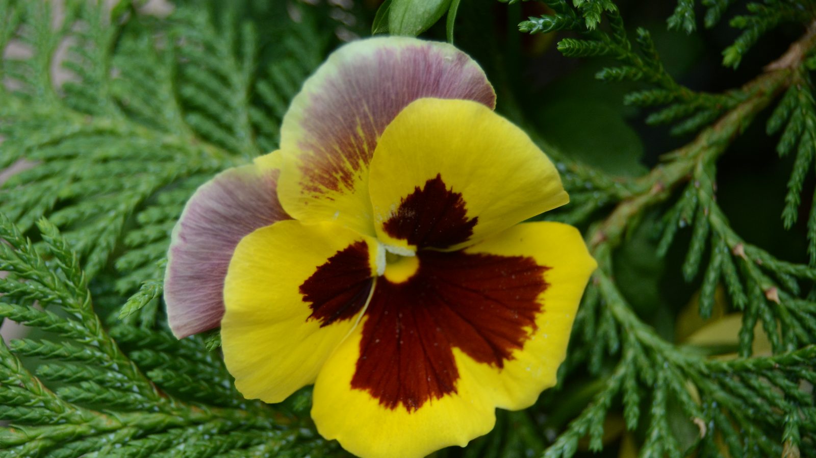 Pansy in the Garden