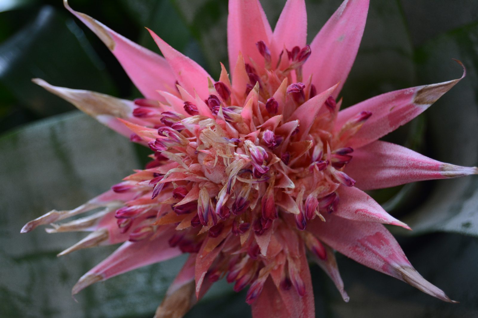 Pink Bromeliad