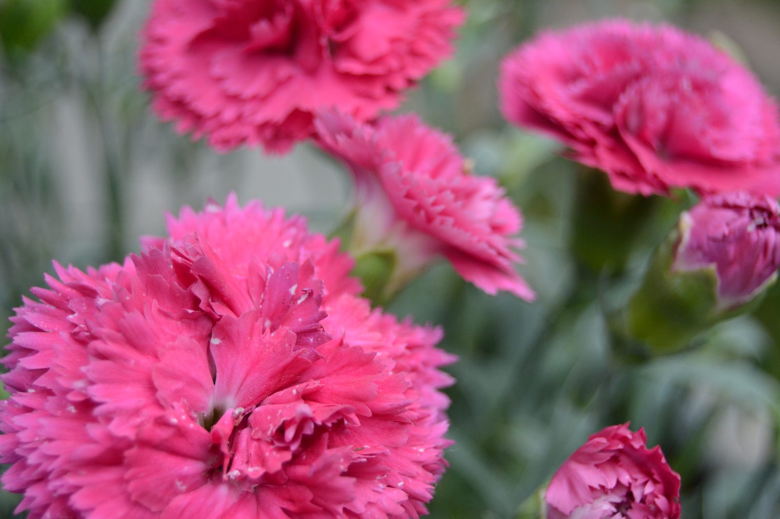 Pink Carnations