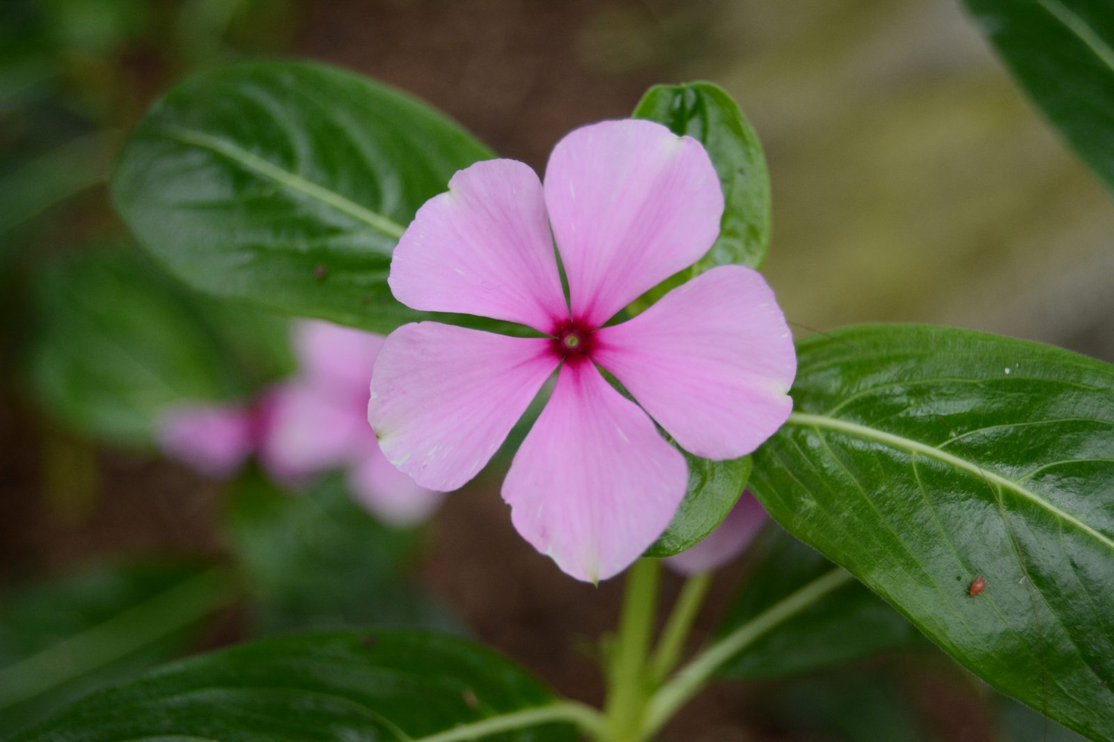 Pink Periwinkle