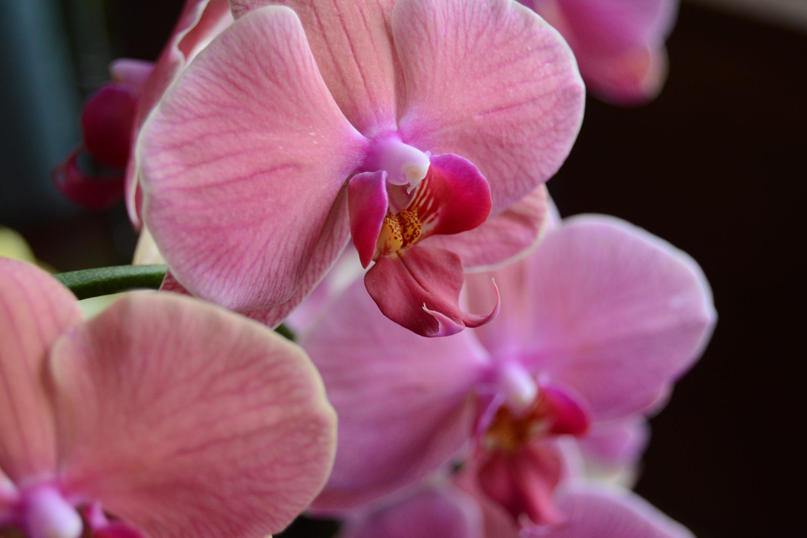 Pink Phalaenopsis Orchid