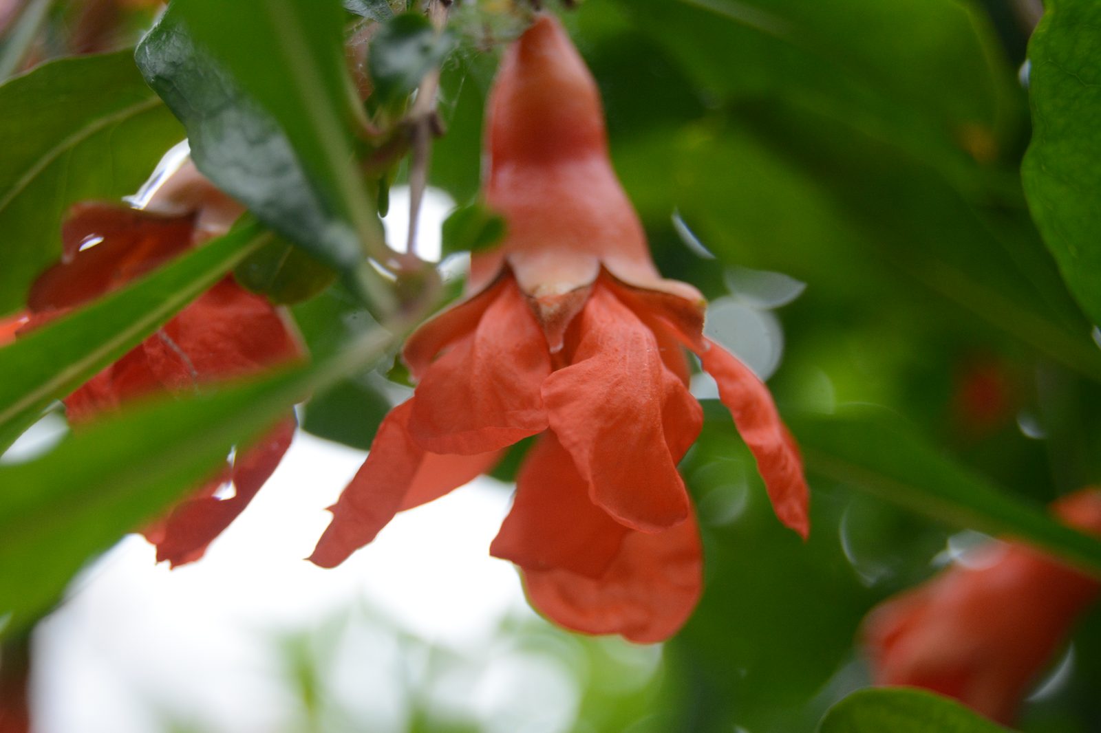 Pomegranate Flower