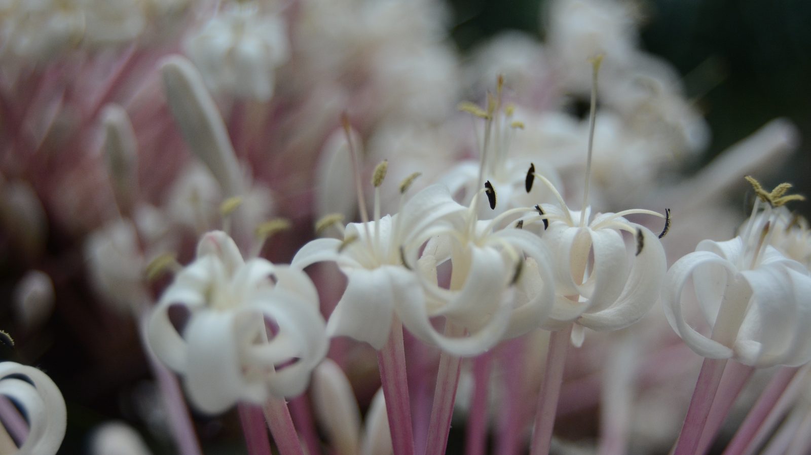Protea Stamens