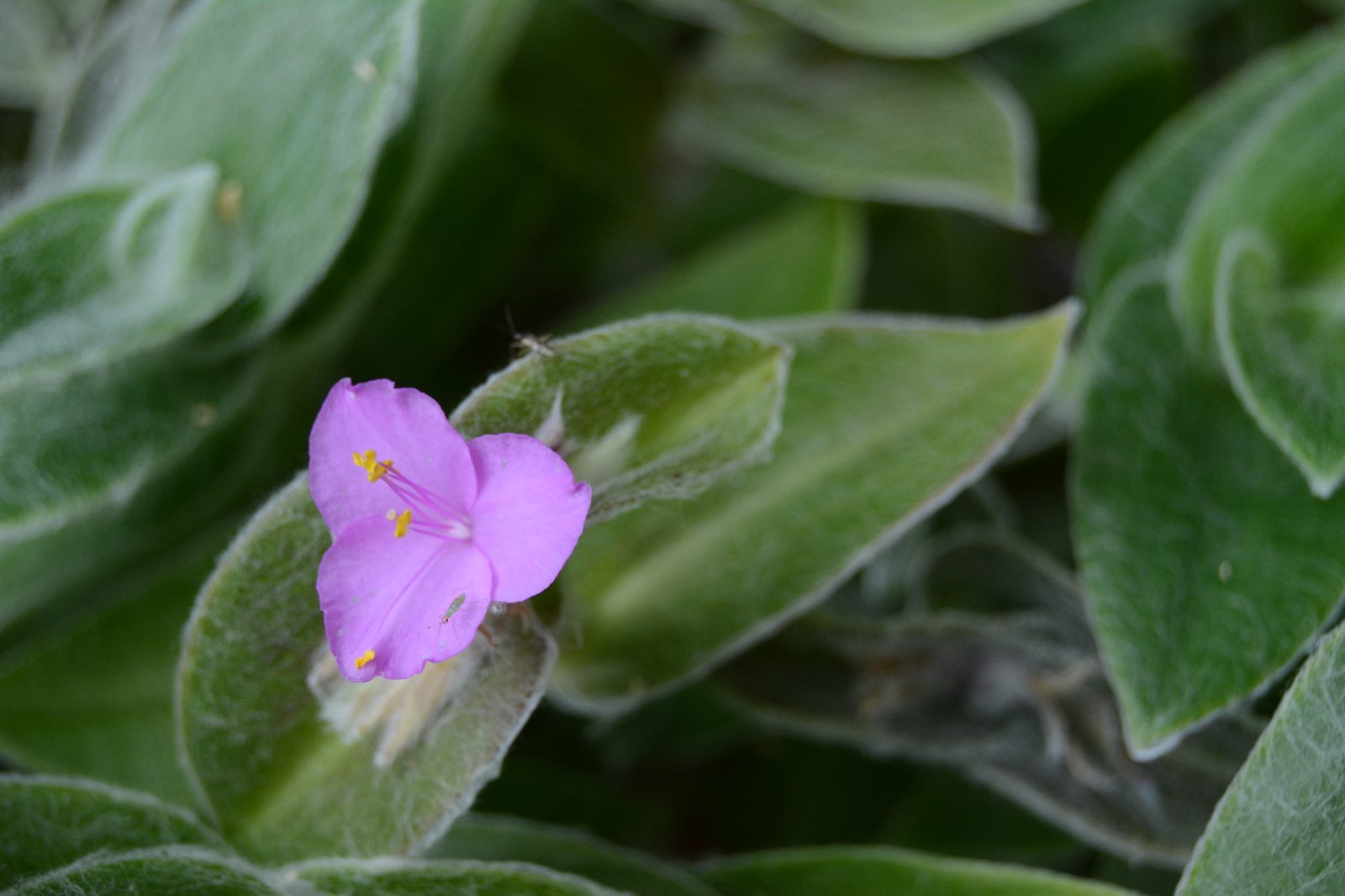 Purple Bloom