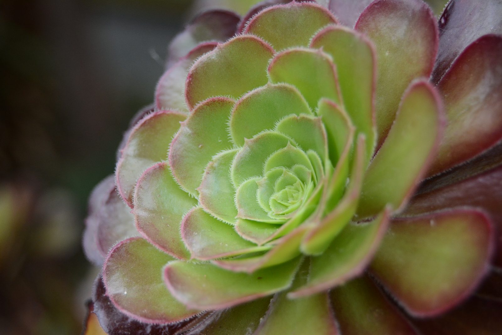 Succulent Rosette
