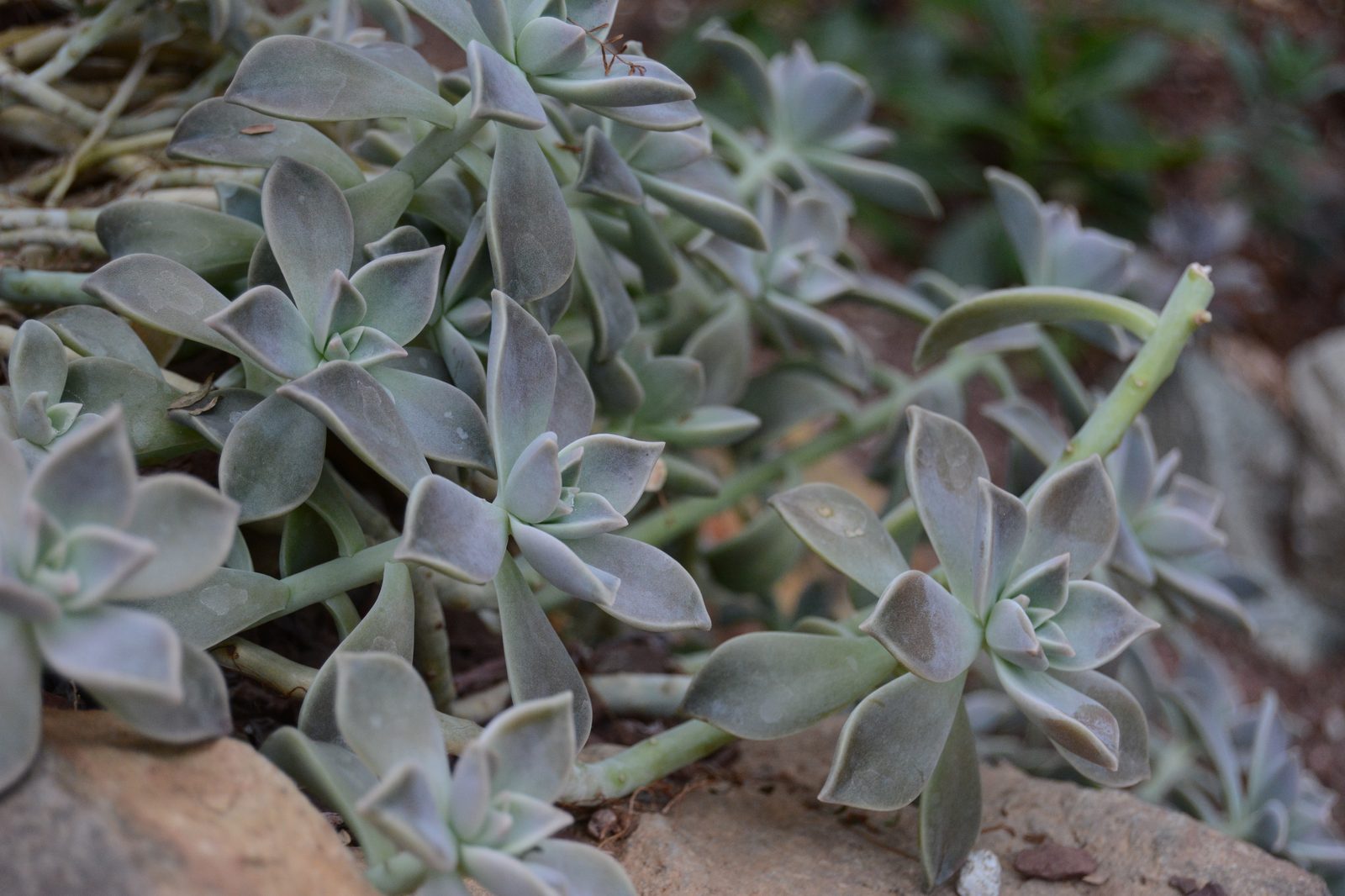 Silver Succulents