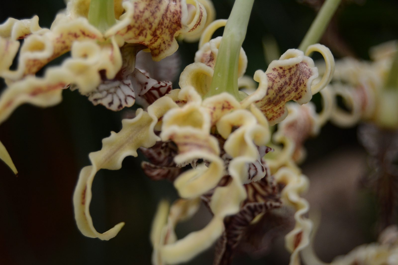 Tiger Orchid