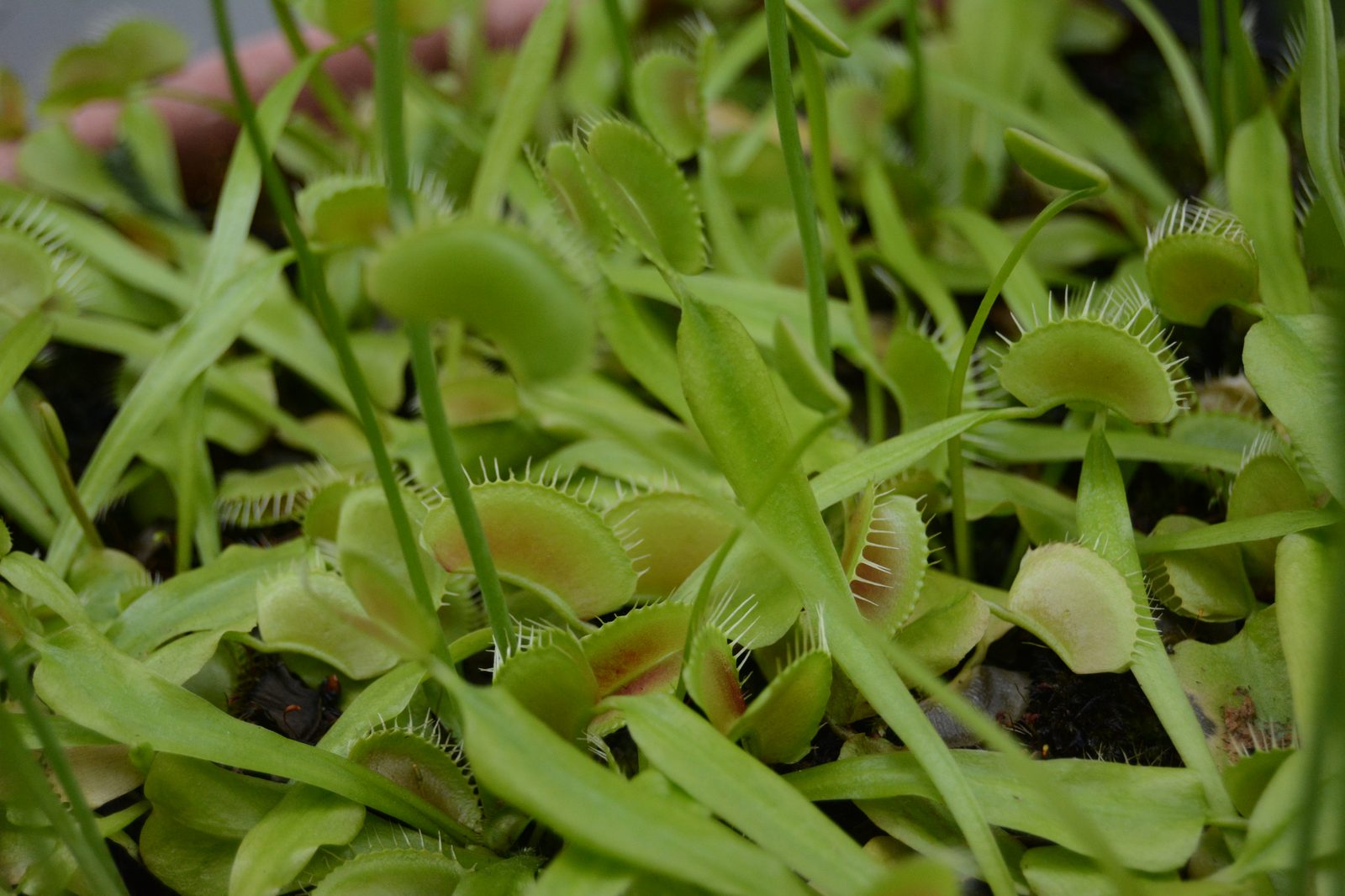Venus Flytrap