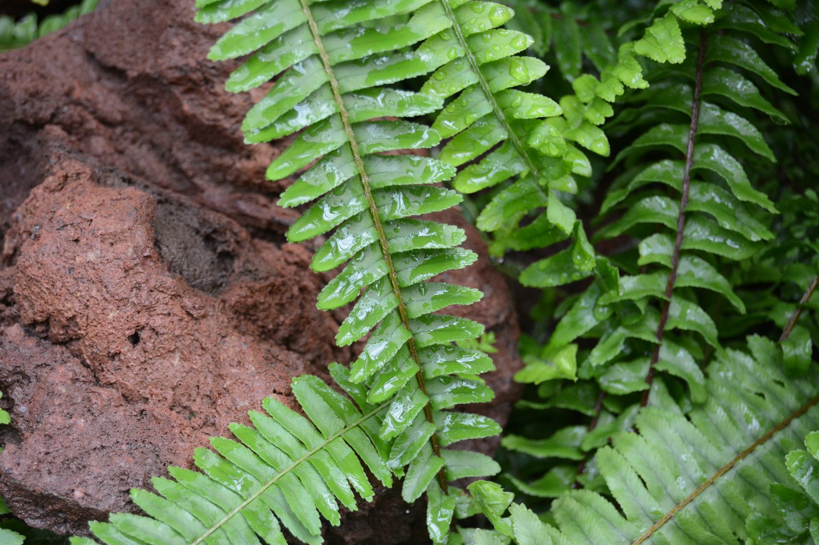 Wet Ferns on Stone