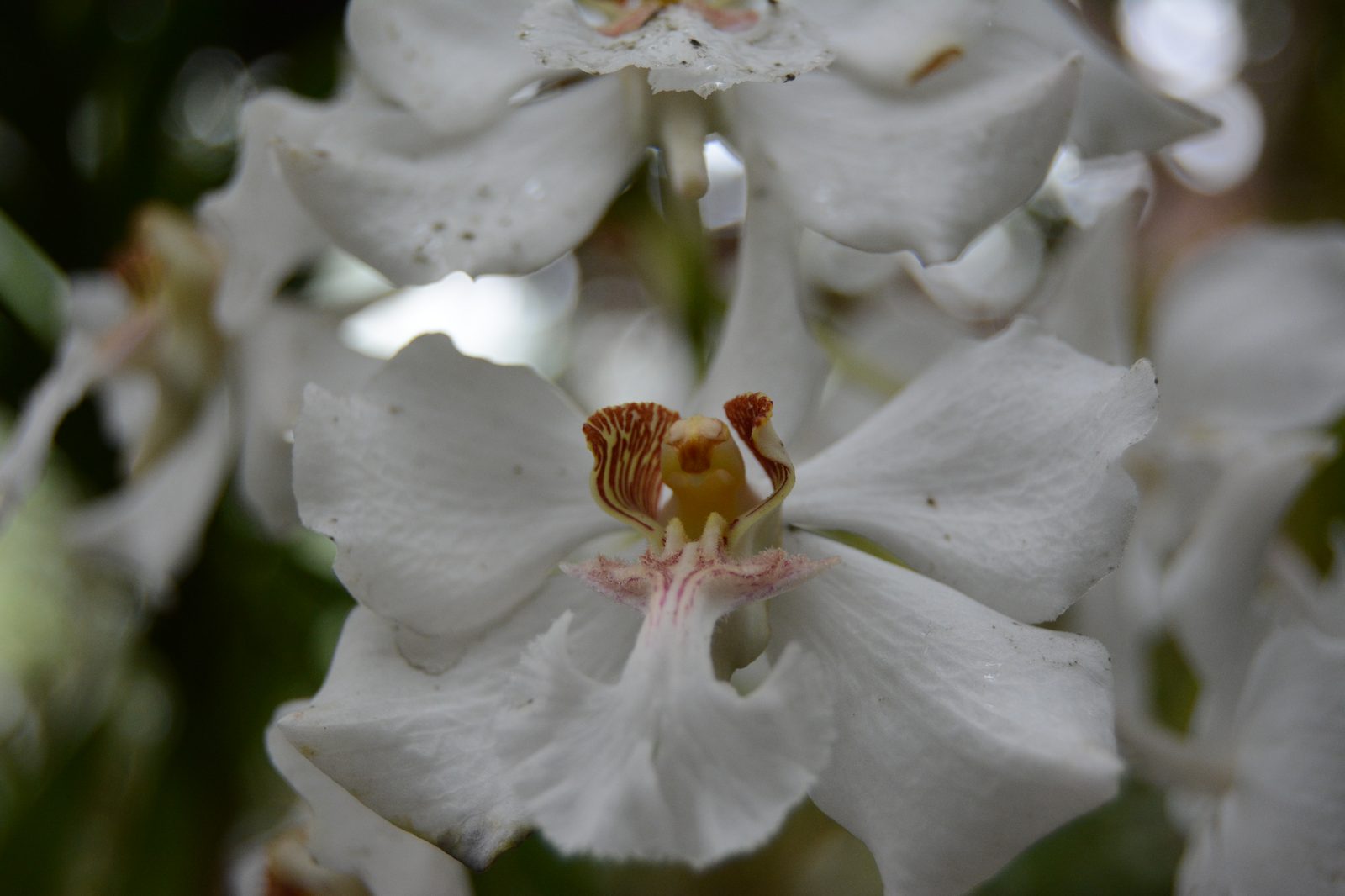 White Orchid