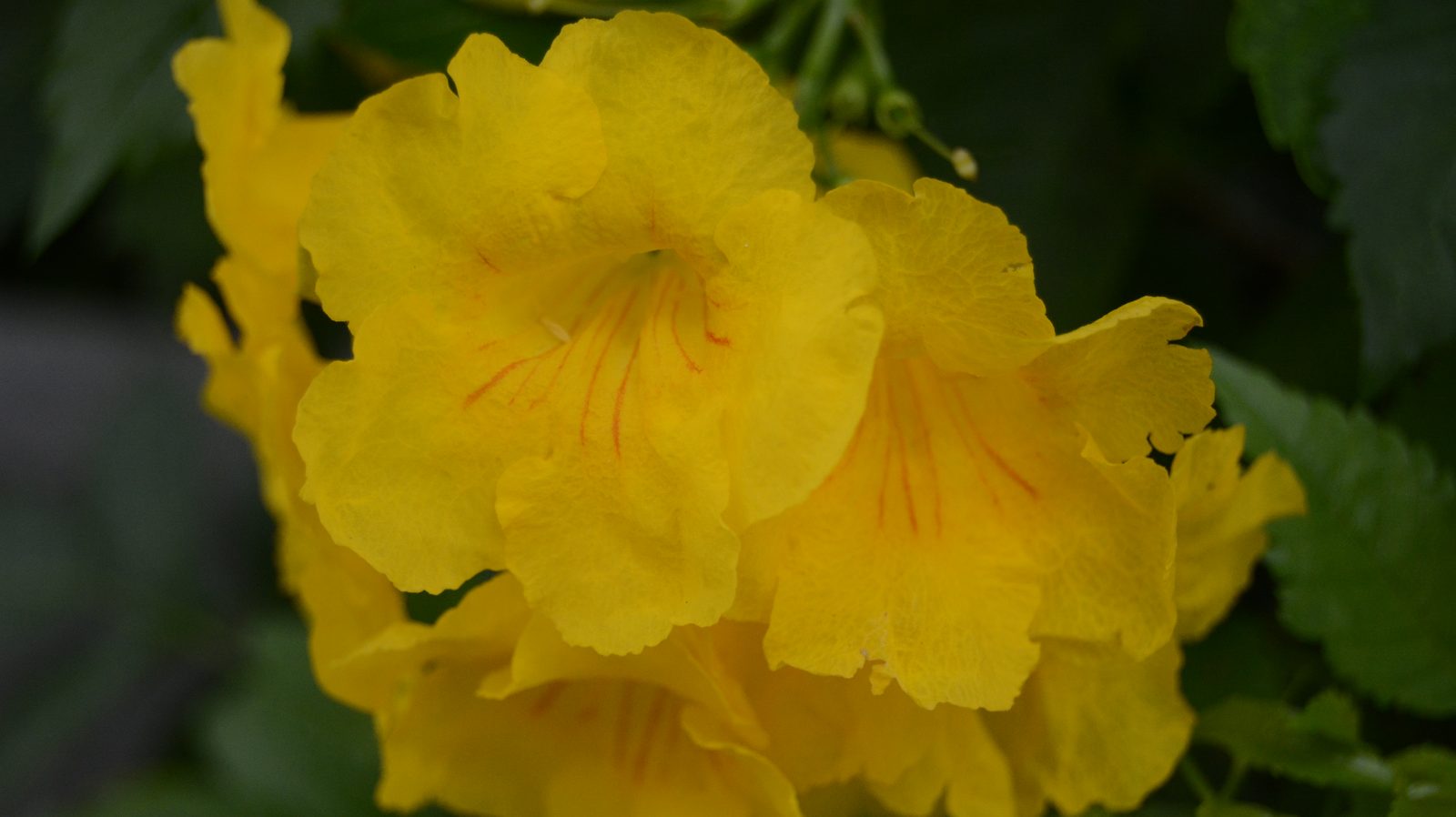 Yellow Trumpet Flowers