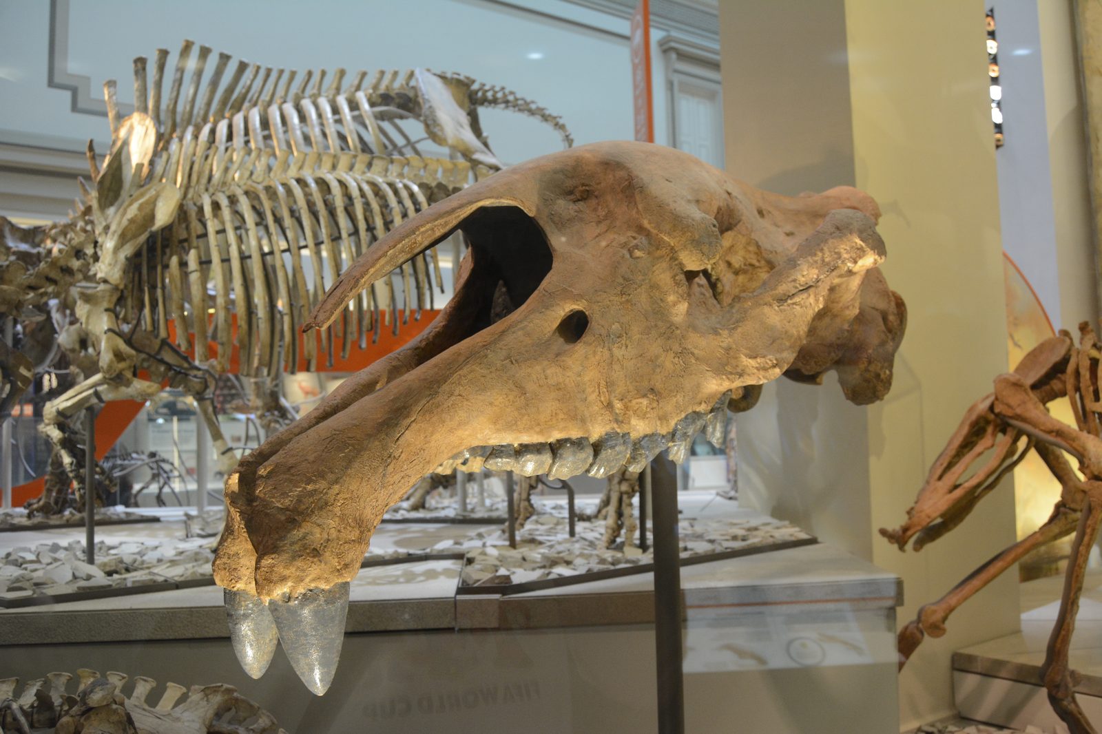 Ancient Fossil Skull