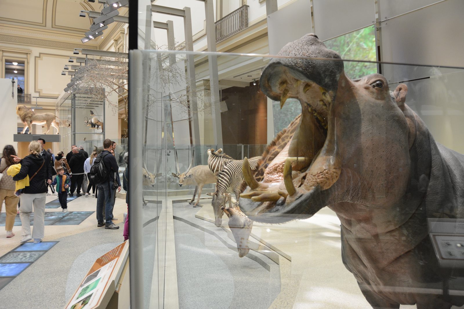 Hippo Jaw
