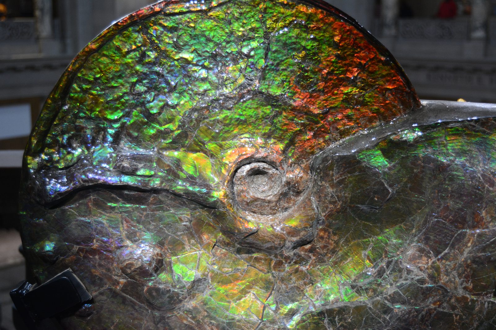 Iridescent Ammonite