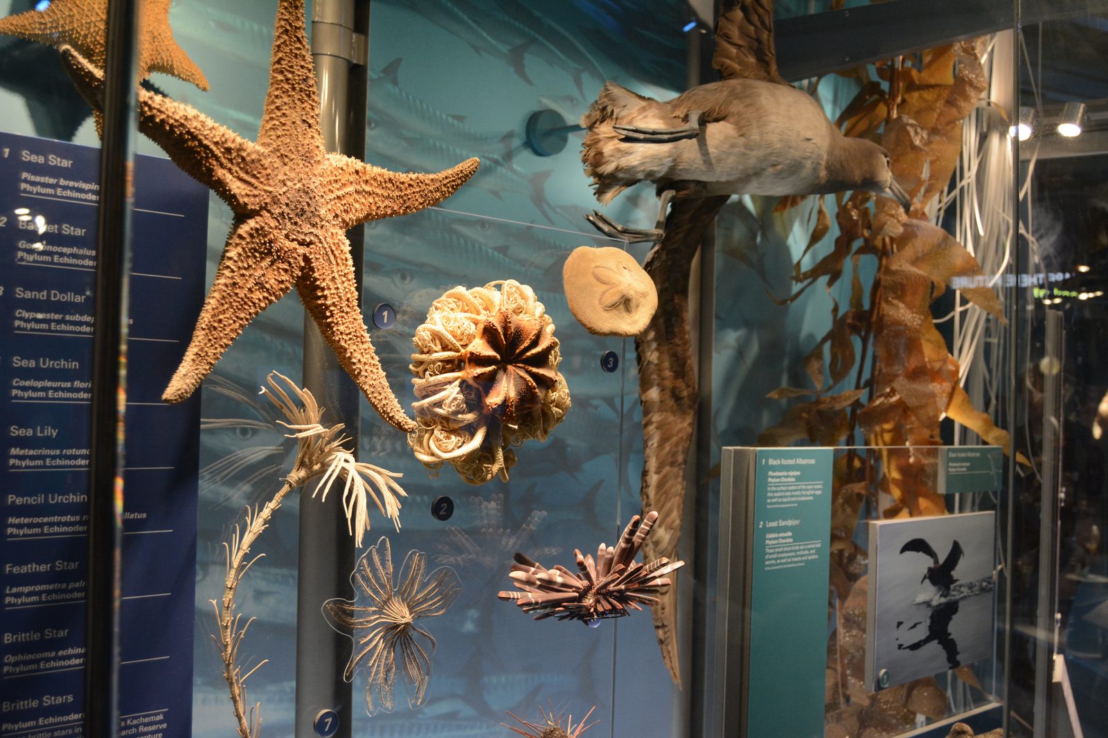 Sea Star Display