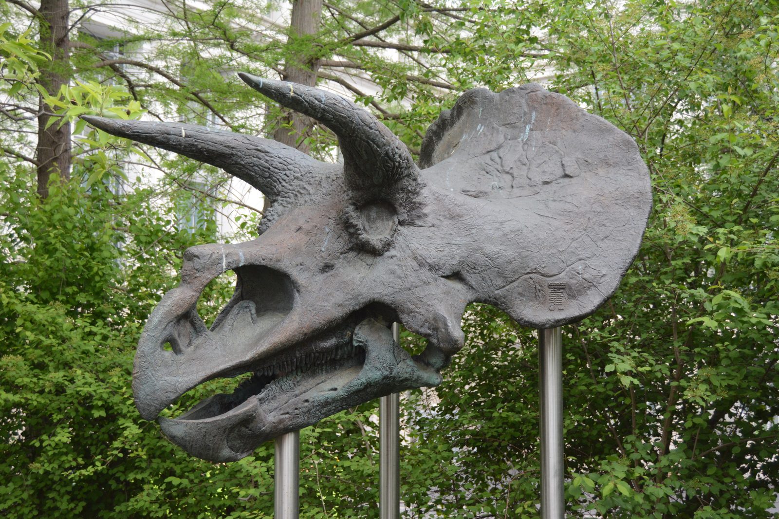 Triceratops Skull
