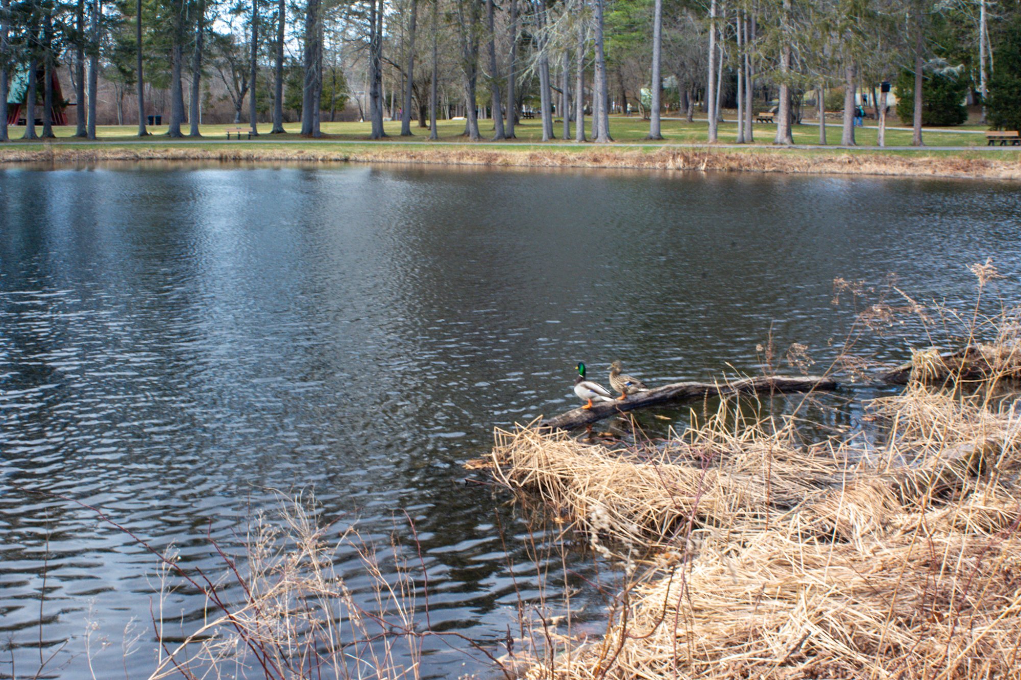 Pond at the park