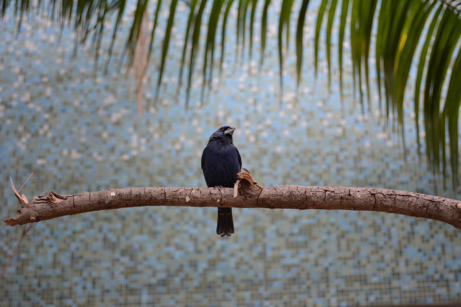 Blue Bird Perched