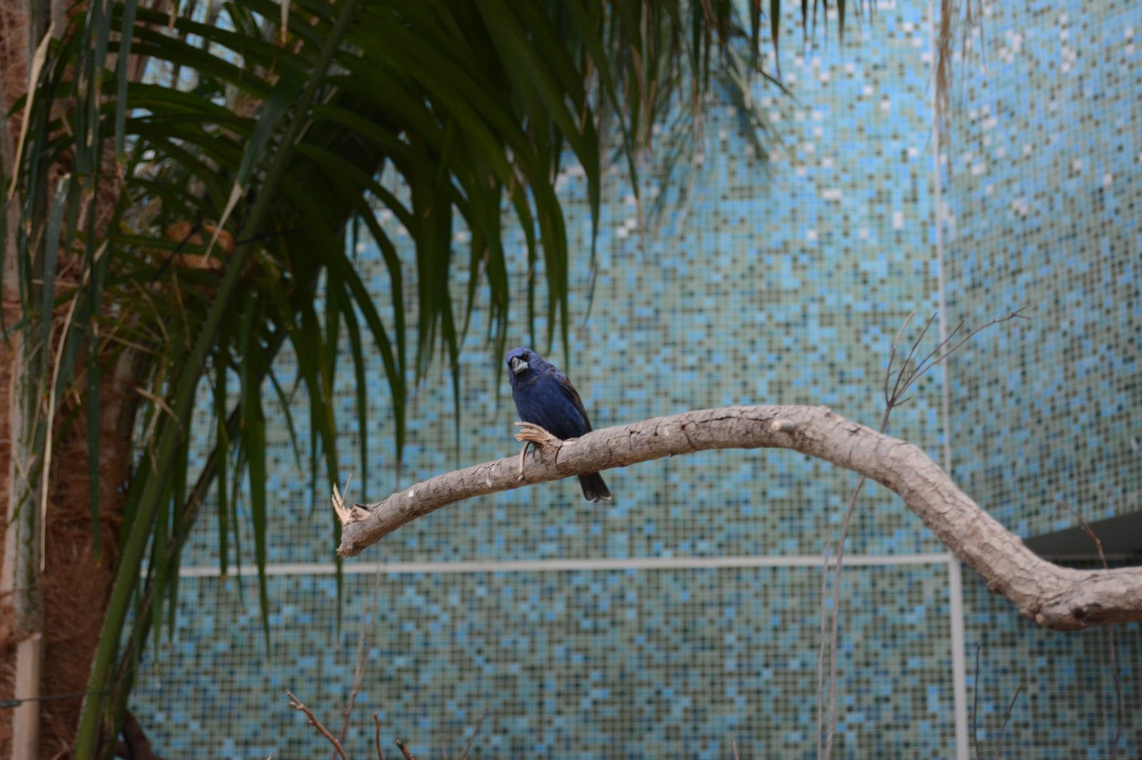 Blue Honeycreeper