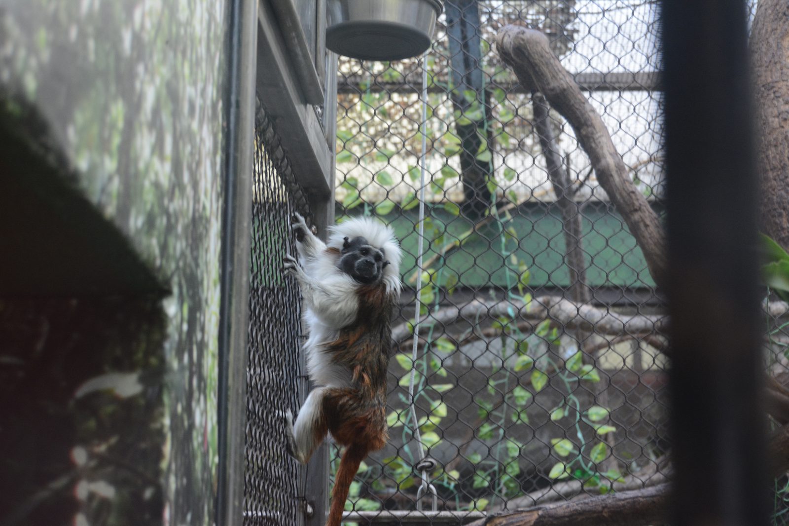 Cotton-Top Tamarin