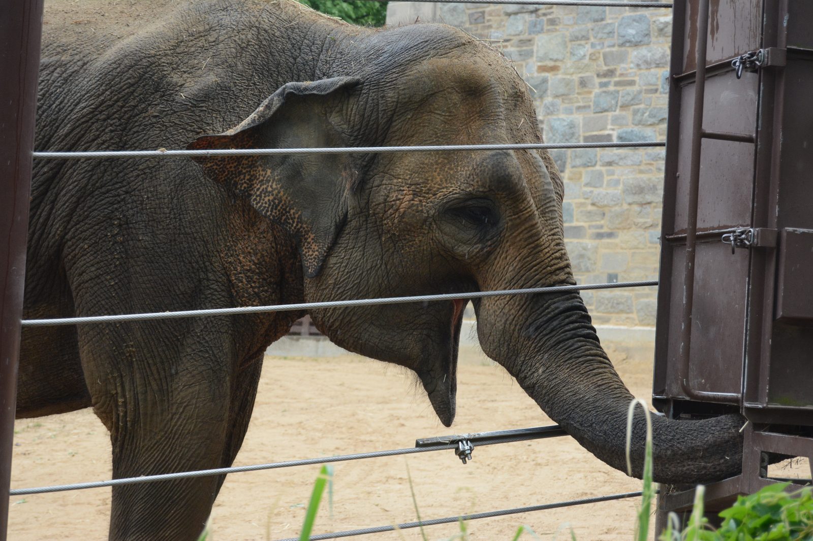 Asian Elephant