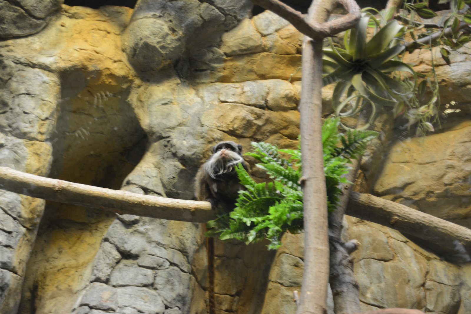 Emperor Tamarin