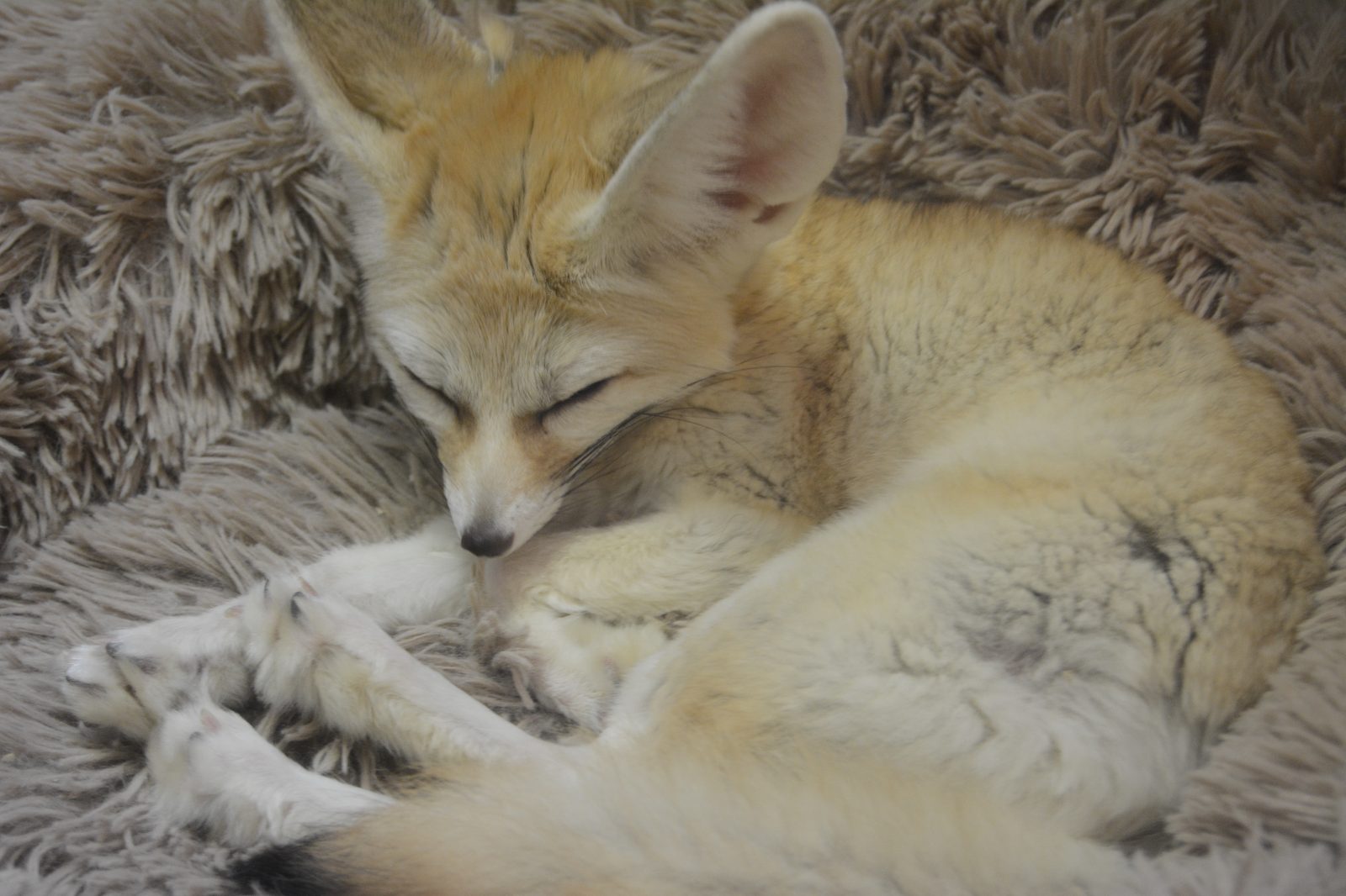 Sleeping Fennec Fox