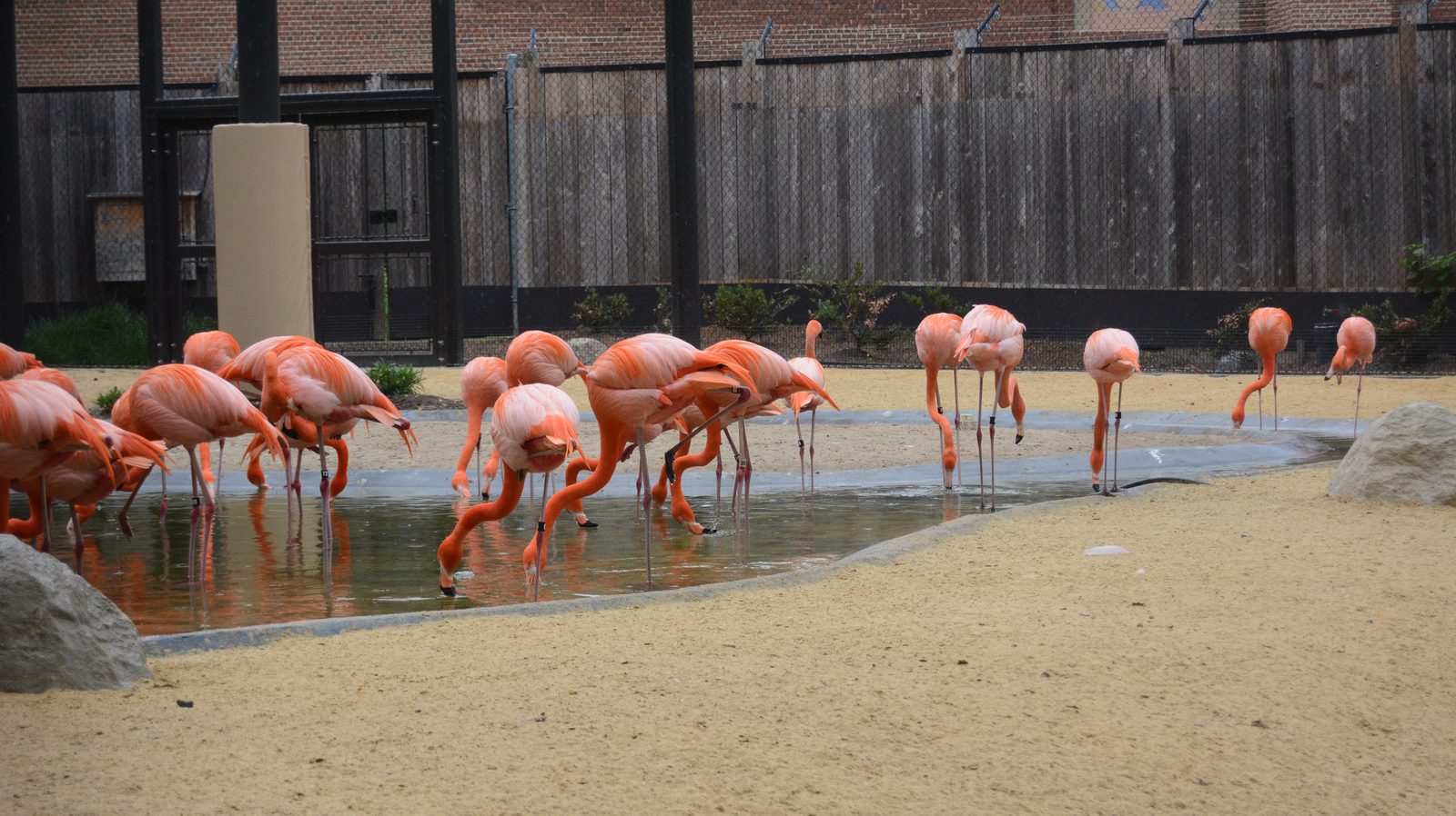 Flamingo Flock