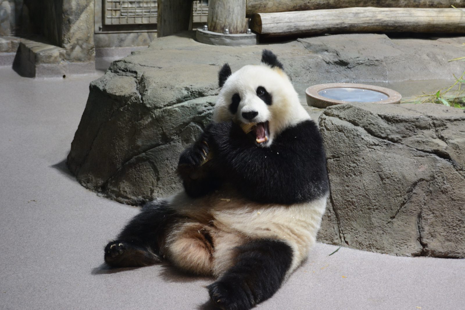 Giant Panda