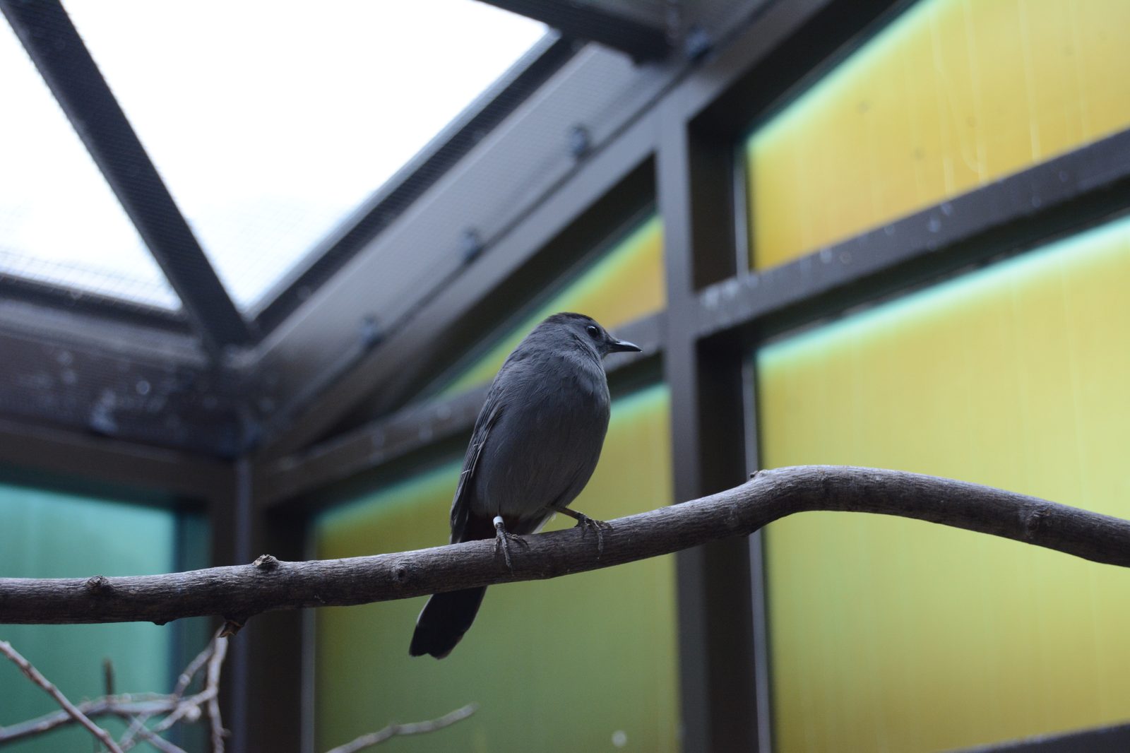 Gray Catbird