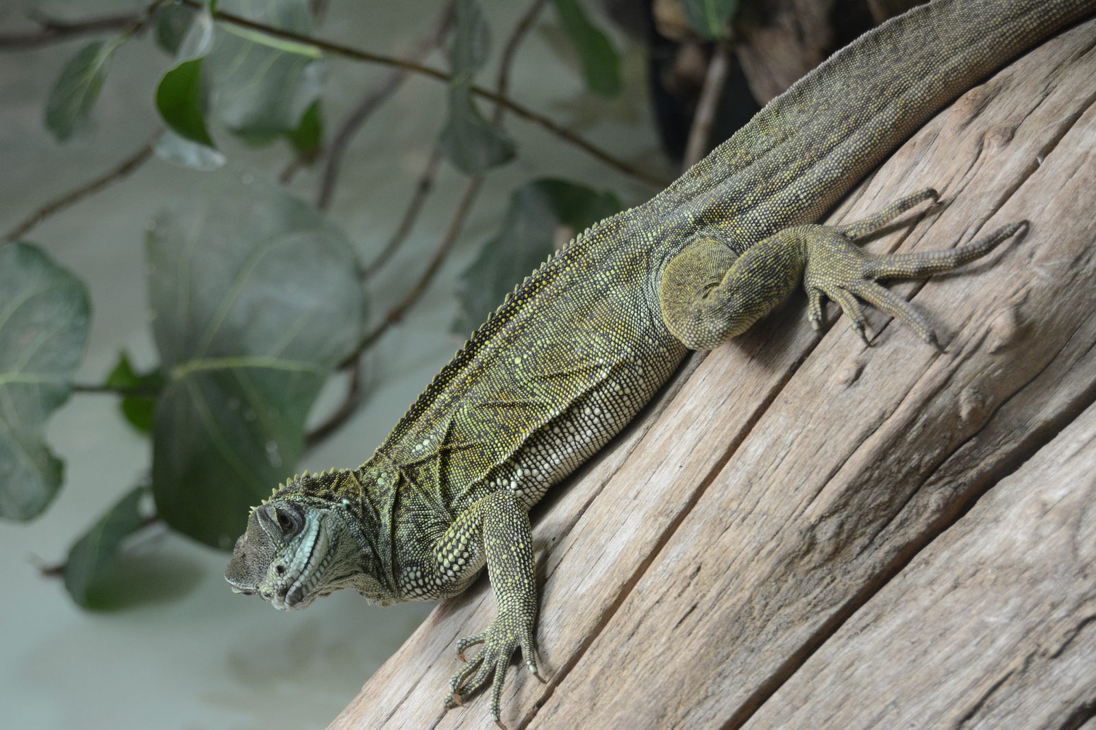 Iguana on a Log