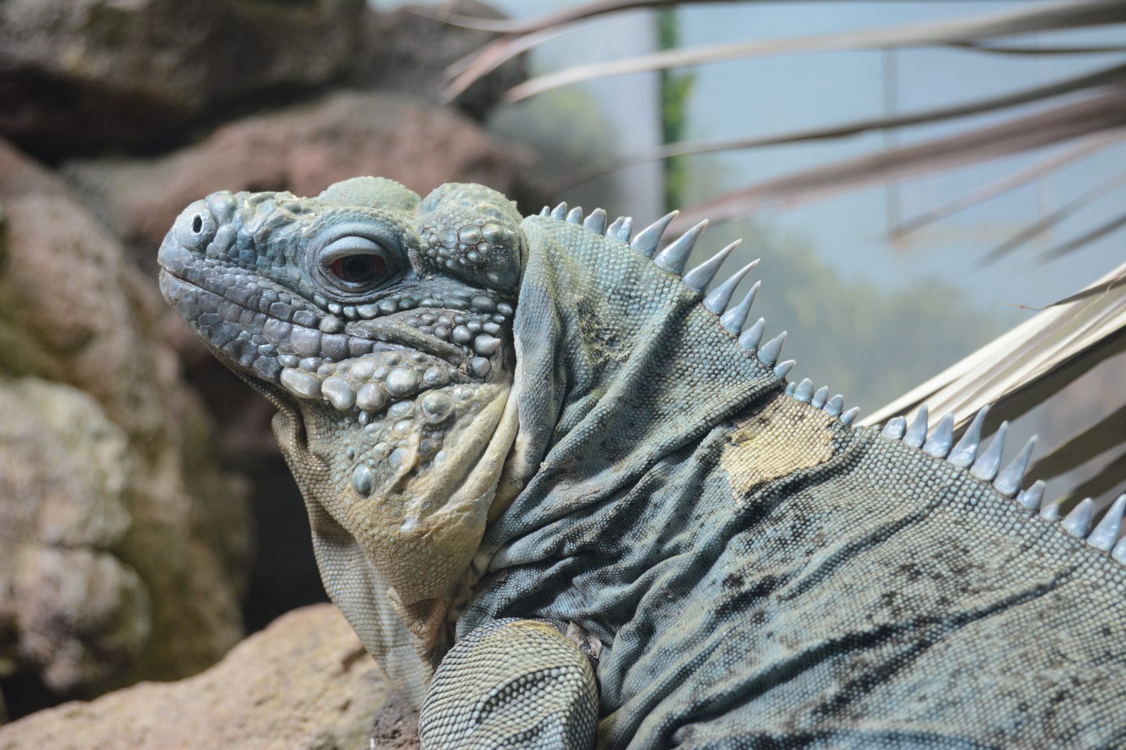 Iguana Portrait