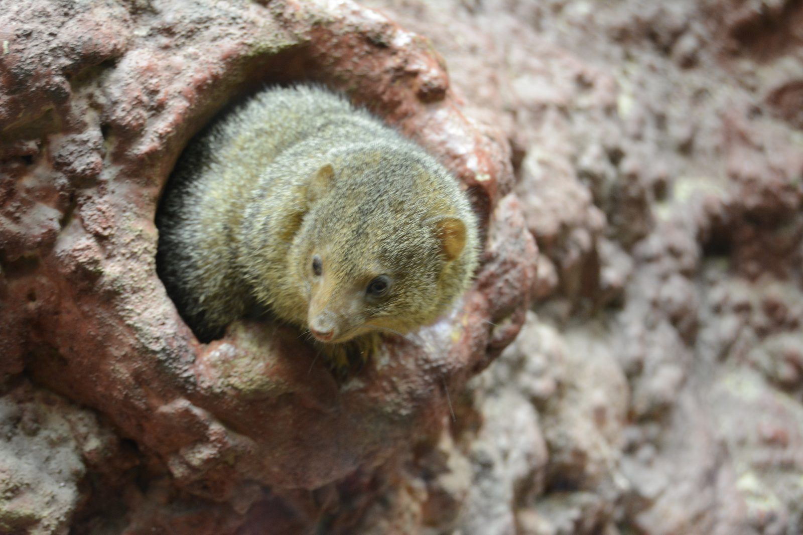Mongoose in a Burrow