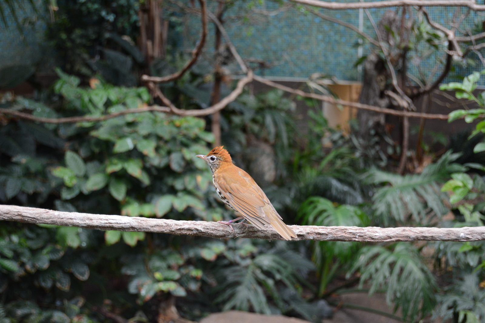 Orange-Headed Thrush