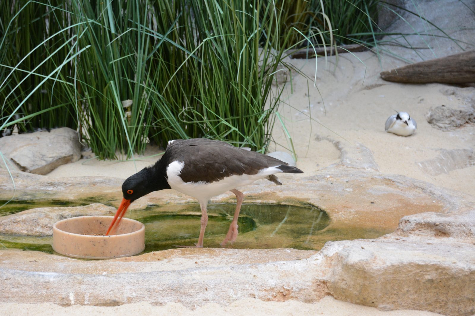 Oystercatcher