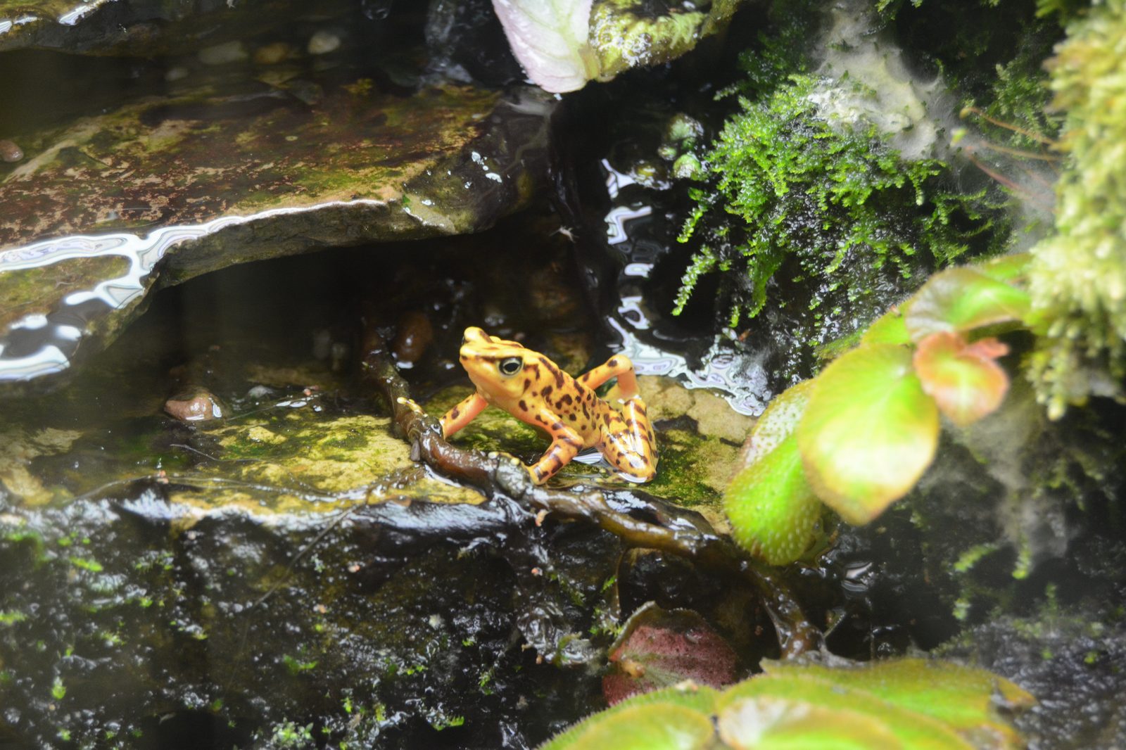 Poison Dart Frog