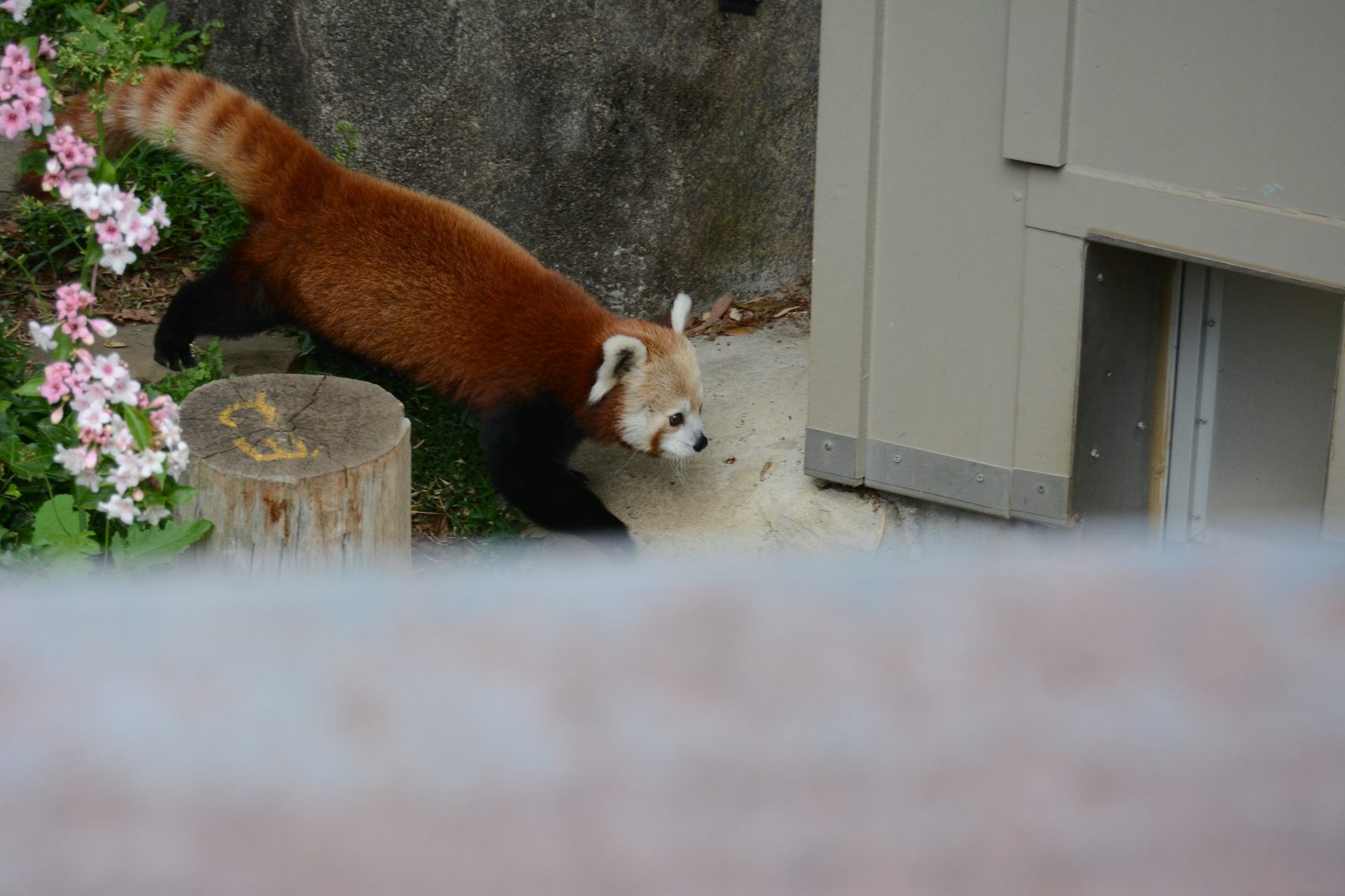 Red Panda