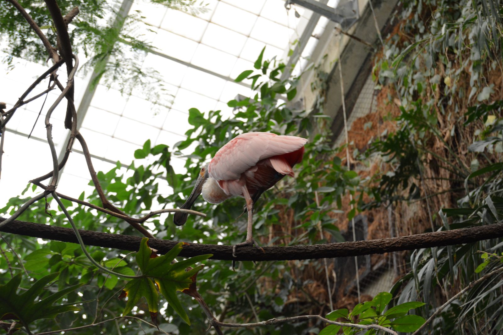 Roseate Spoonbill