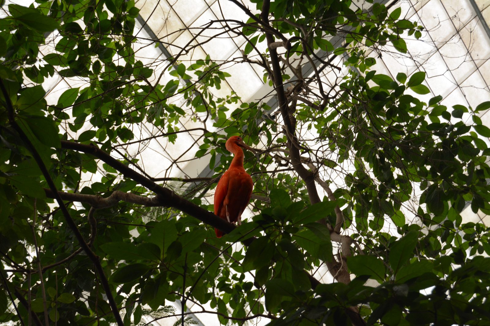 Scarlet Ibis