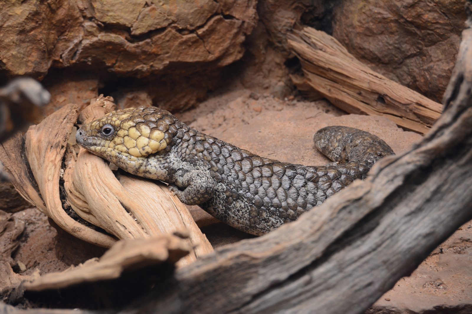 Shingleback Lizard