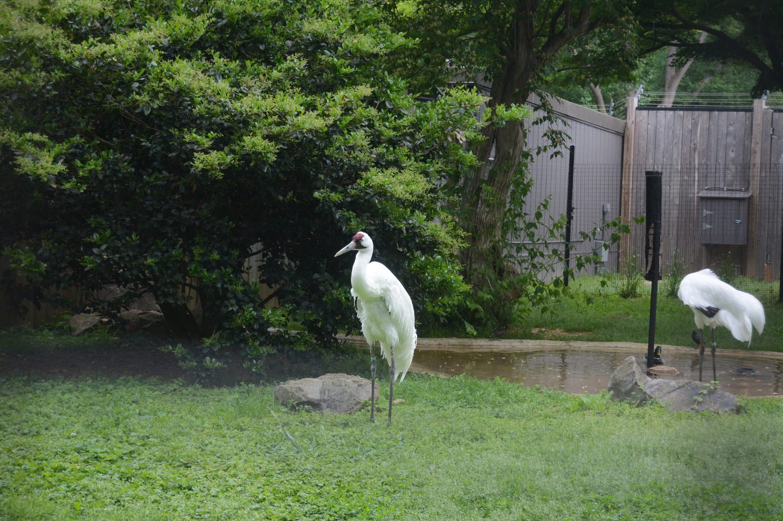 Whooping Cranes